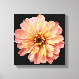 Zinnia Floral Flower Natuur Fotografie op zwart Canvas Afdruk