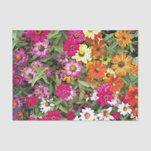 Zinnia Flower Garden Floral Tissuepapier (Voorkant)