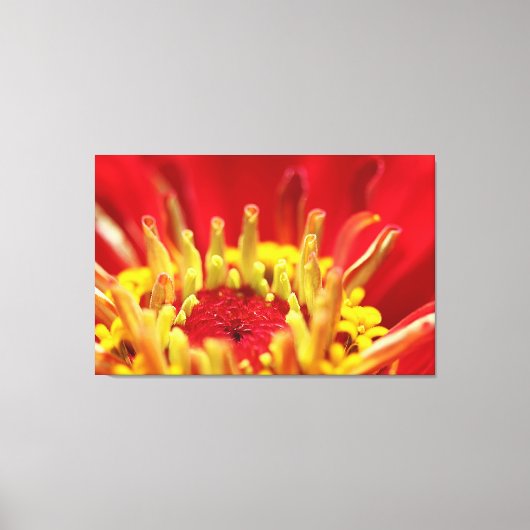 Zinnia Flower Heart Canvas Afdruk (Voorkant)