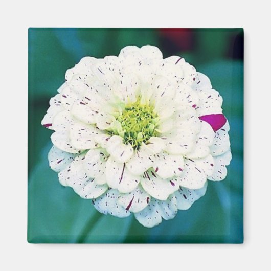 Zinnia Flower Magnet Magneet (Voorkant)