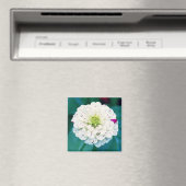Zinnia Flower Magnet Magneet (Insitu (Vaatwasser))