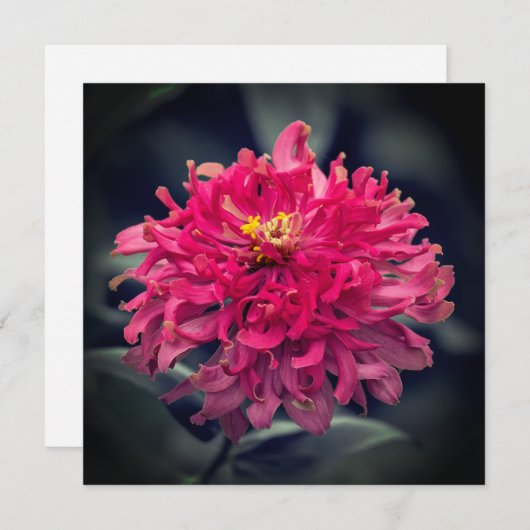 Zinnia hirsute Merci (Devant / Derrière)