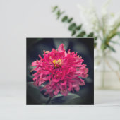 Zinnia hirsute Merci (Debout devant)