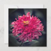 Zinnia hirsute Merci (Devant)