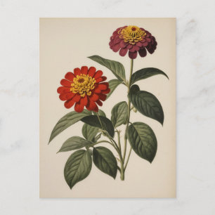 Zinnia illustratie briefkaart