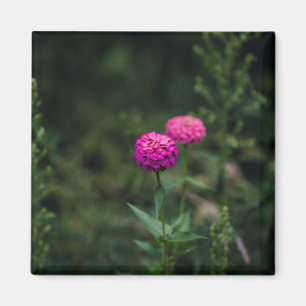 Zinnia — magneet