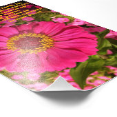 Zinnia met Isaiah 61:11 Foto Afdruk (Hoek)
