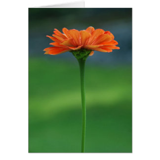 Zinnia orange par des conceptions de Cynthia