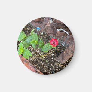 Zinnia rouge avec aimant d'objets rouillés