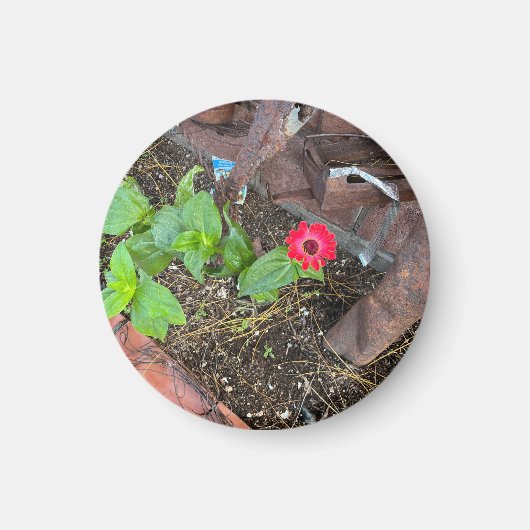 Zinnia rouge avec aimant d'objets rouillés (Devant)
