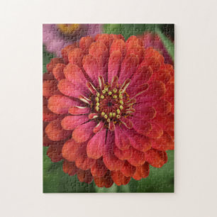Zinnia rouge - Puzzle floral avec coffret cadeau