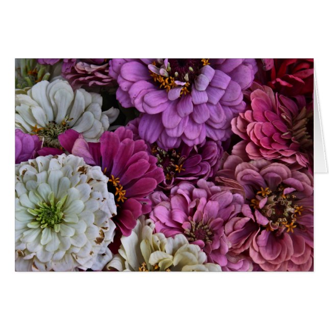 Zinnias (Devant horizontal)