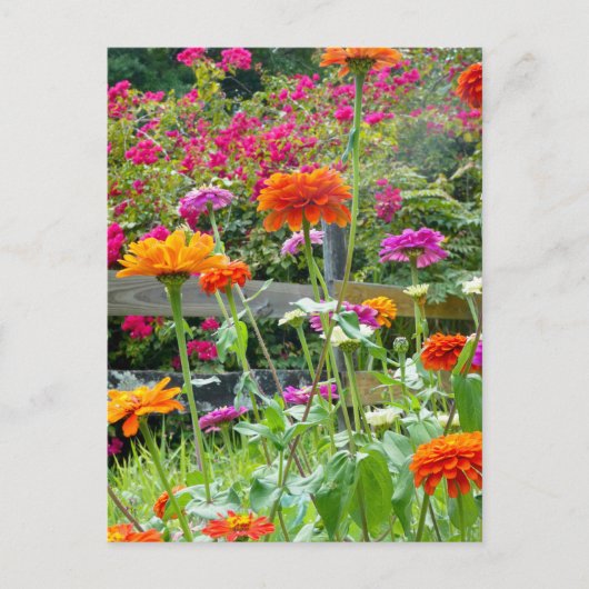 "Zinnias 1." Carte postale (Devant)