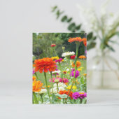 "Zinnias 2." Carte postale (Debout devant)