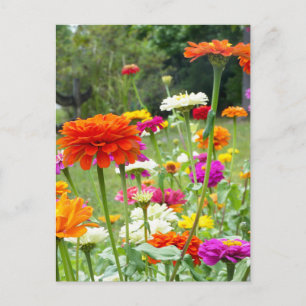 "Zinnias 2." Carte postale