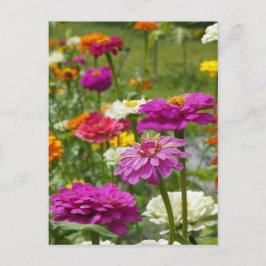 "Zinnias 3." Briefkaart