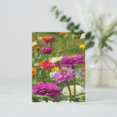 "Zinnias 3." Carte postale (Debout devant)