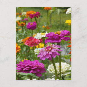 "Zinnias 3." Carte postale
