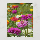 "Zinnias 3." Carte postale (Devant)