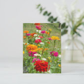 "Zinnias 4." Briefkaart (Staand voorkant)