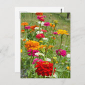 "Zinnias 4." Briefkaart (Voorkant / Achterkant)