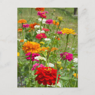 "Zinnias 4." Briefkaart