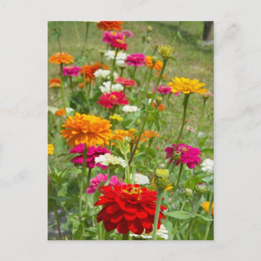 "Zinnias 4." Briefkaart (Voorkant)