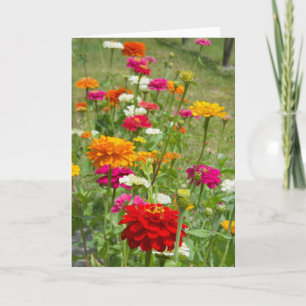 "Zinnias 4." Carte de voeux