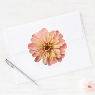 Zinnias Bloem Bloem Natuur Fotografie Ronde Sticker