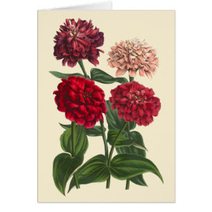 Zinnias vintage par Louis Benoit van Houtte