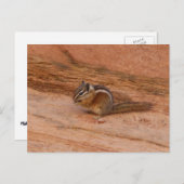 Zion Chipmunk op Red Rocks Briefkaart (Voorkant / Achterkant)