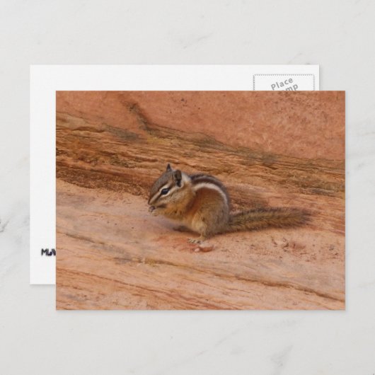 Zion Chipmunk op Red Rocks Briefkaart (Voorkant / Achterkant)