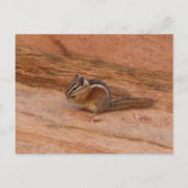 Zion Chipmunk op Red Rocks Briefkaart (Voorkant)