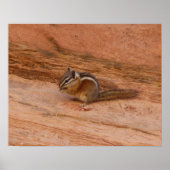 Zion Chipmunk op Red Rocks Poster (Voorkant)
