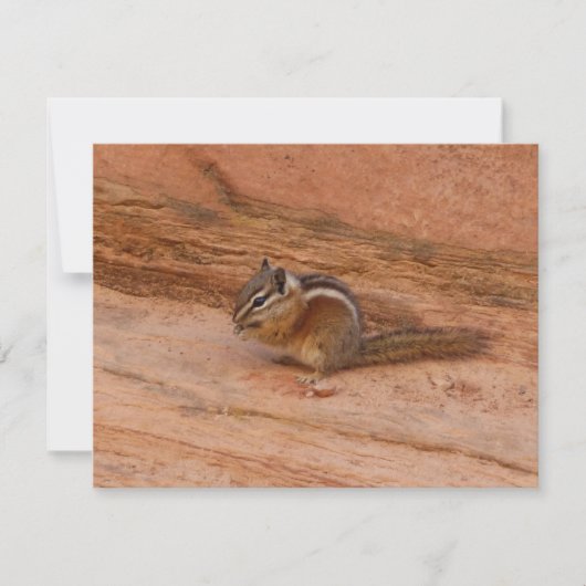 Zion Chipmunk op Rode Rotsen (Voorkant)