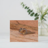 Zion Chipmunk op Rode Rotsen (Staand voorkant)