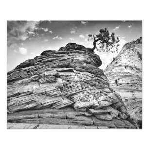 Zion National Park Bonsai Tree Black en White Foto Afdruk