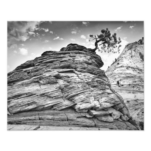 Zion National Park Bonsai Tree Black en White Foto Afdruk (Voorkant)
