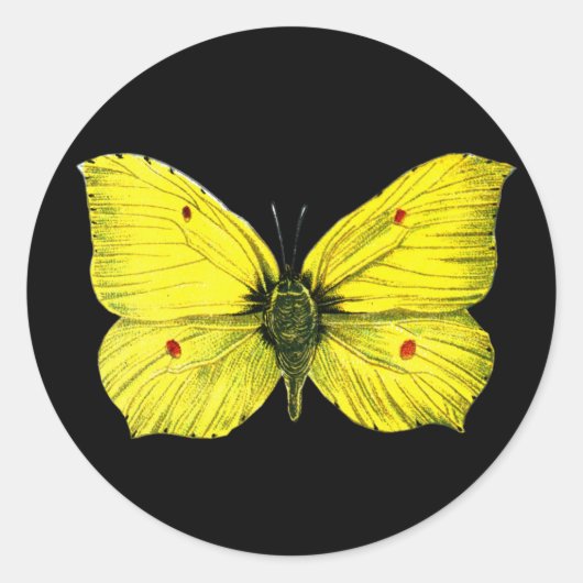Zitronenfalter Ronde Sticker (Voorkant)