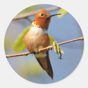 Zitten : Mannelijke Rufous Hummingbird Ronde Sticker
