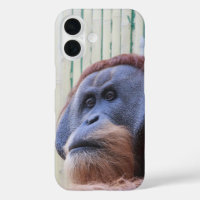 Zitten Orang Utan...