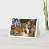 Zittende Honden Portret Kaart (Voorkant)