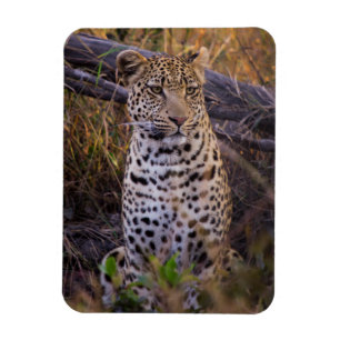 Zittende luipaard, Botswana, Afrika Magneet