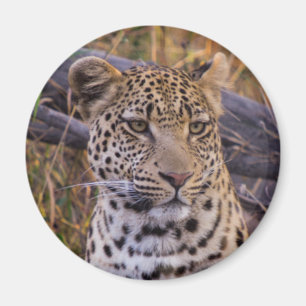Zittende luipaard, Botswana, Afrika Magneet