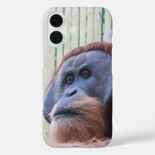 Zittende orang-oetan... iPhone 16 hoesje