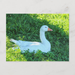 Zitting Emden Goose in het Briefkaart Shade