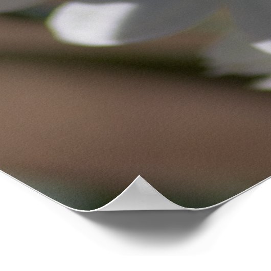 Ziva Paper White Flower Poster (Hoek)