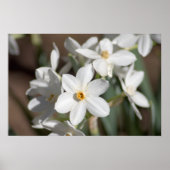 Ziva Paper White Flower Poster (Voorkant)