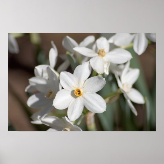 Ziva Paper White Flower Poster (Voorkant)