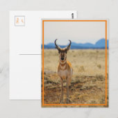 zo knap briefkaart (Voorkant / Achterkant)